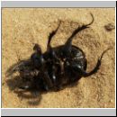 Typhoeus typhoeus - Stierkaefer m02.jpg